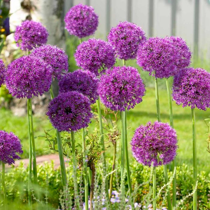 Лук декоративный (Allium)