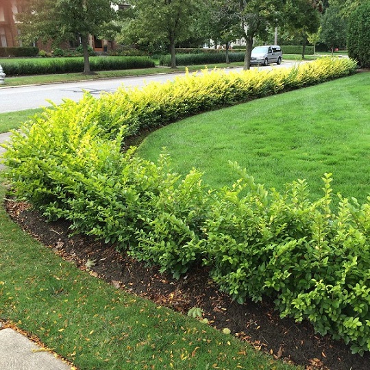 Барбарис Тунберга (зеленый) (Berberis thunbergii)