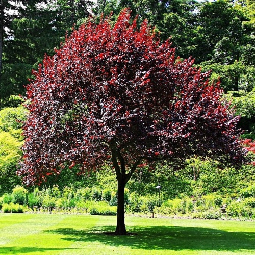 Черемуха виргинская "Шуберт" (Prunus virginiana "Shubert") (180-200, С12/С15)
