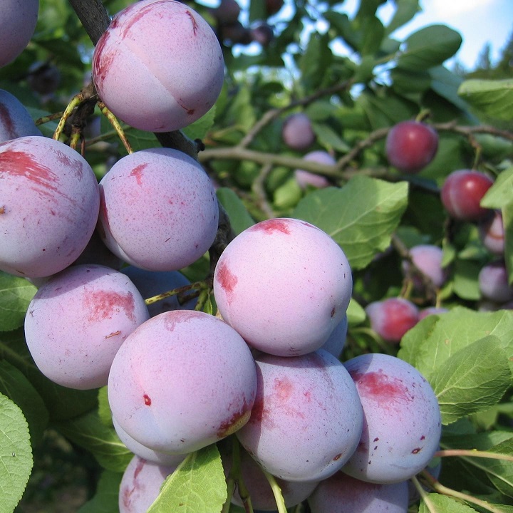 Слива "Анна Шпет" (5-7-лет) (Prunus)