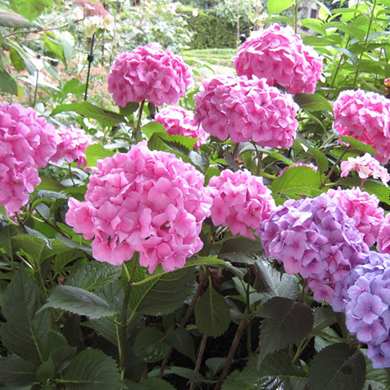 Гортензия крупнолистная "Букет Роуз" (Hydrangea macrophylla "Bouquet Rose"))