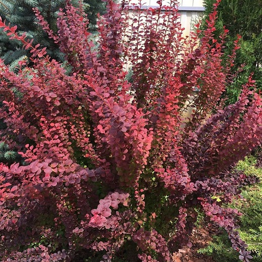 Барбарис Тунберга "Ред Карпет" (Berberis thunbergii "Red Carpet")