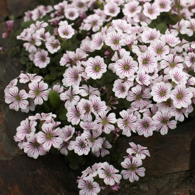 Гипсофила ясколковидная "Пикси Сплэш" (Gypsophila "Pixie Splash")