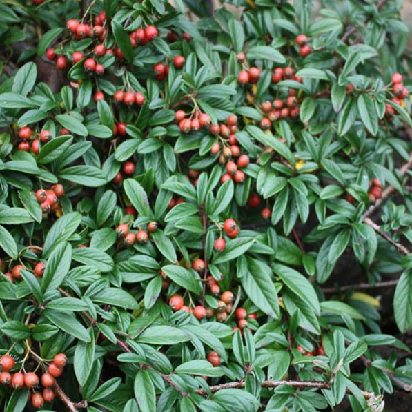 Кизильник иволистный "Парктеппих" (Cotoneaster salicifolius "Parkteppich")