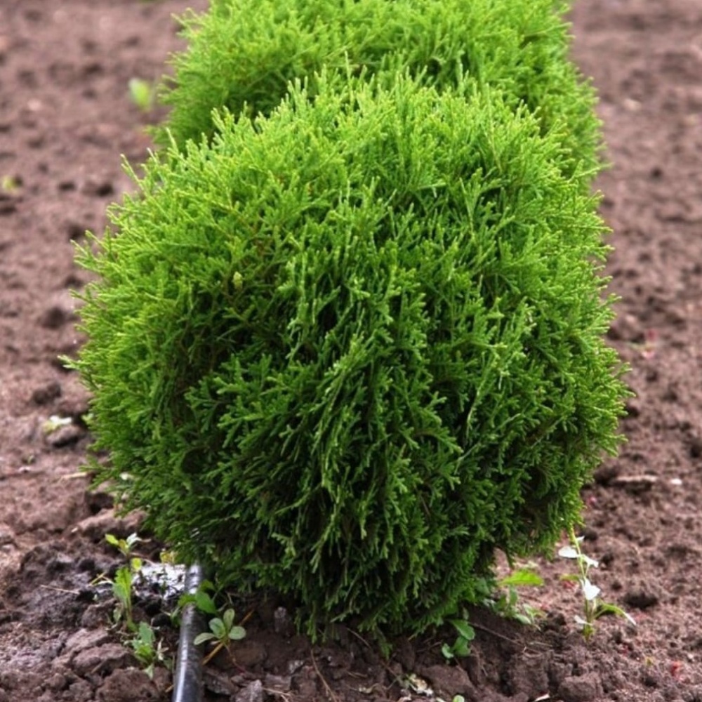 Туя западная "Хозери" (Thuja occidentalis "Hoseri")
