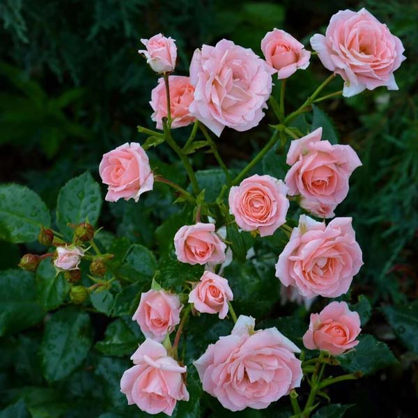 Роза миниатюрная "Лидия" (Rosa Miniature "Lydia")