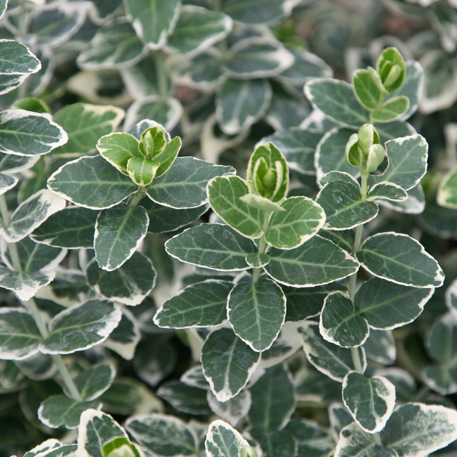 Бересклет Форчуна (Euonymus fortunei)