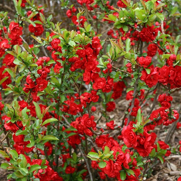 Айва превосходная "Тексас Скарлет" (Chaenomeles superba "Texas Scarlet")