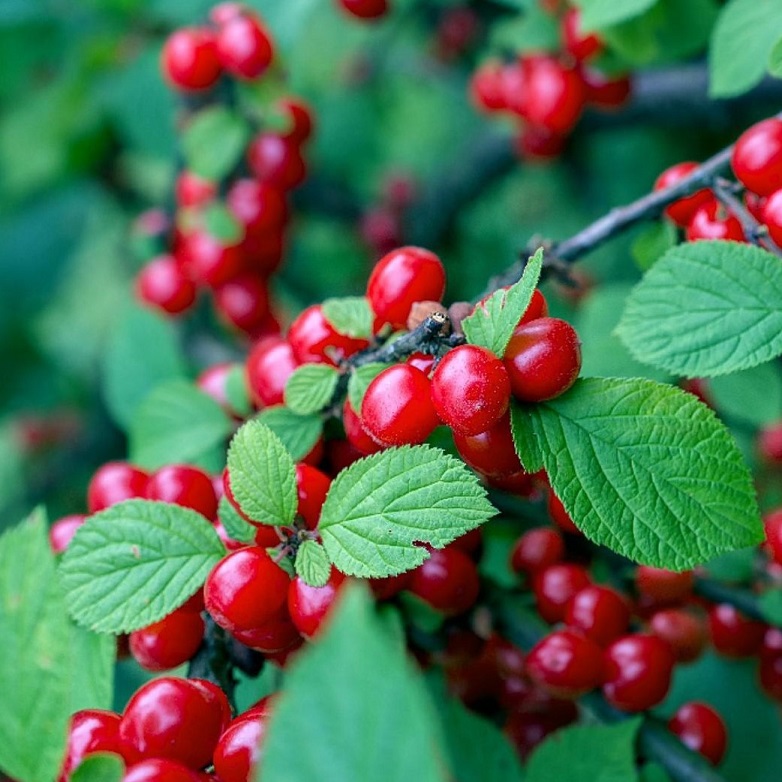 Вишня войлочная (Prunus tomentosa)