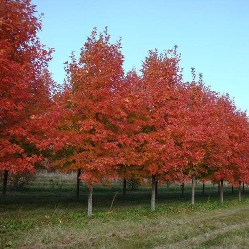 Клен красный "Саммер Ред" (Acer rubrum "Summer Red") (р.400-450, 14/16, WRB)