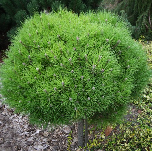Сосна черная "Бамбино" (Pinus nigra "Bambino")