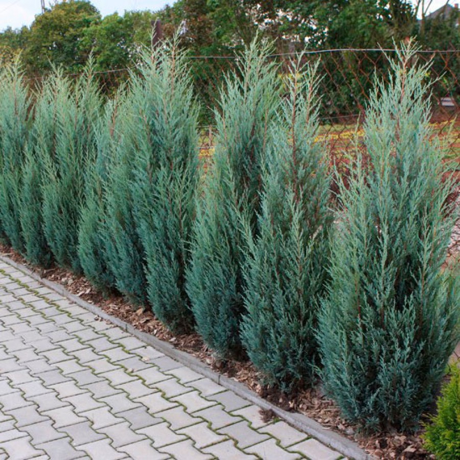 Можжевельник скальный "Скайрокет" (Juniperus scopulorum "Skyrocket")