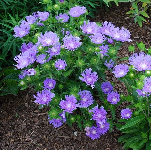 Стокезия (Stokesia)