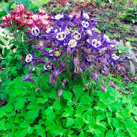 Аквилегия (Aquilegia)
