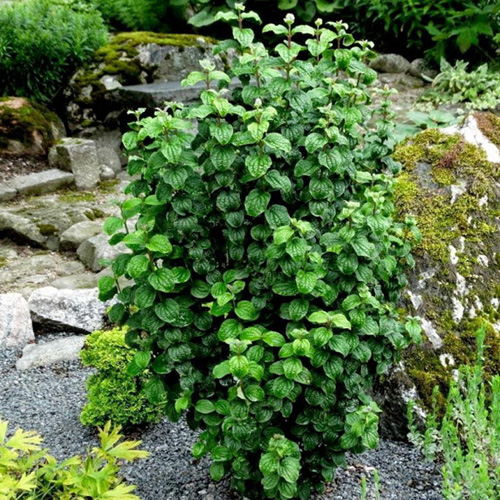Дерен кроваво-красный "Компресса" (Cornus sanguinea "Compressa")