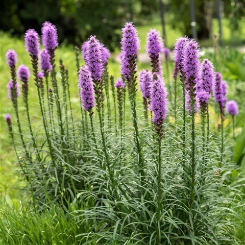 Лиатрис колосковый (Liatris spicata) (С3)