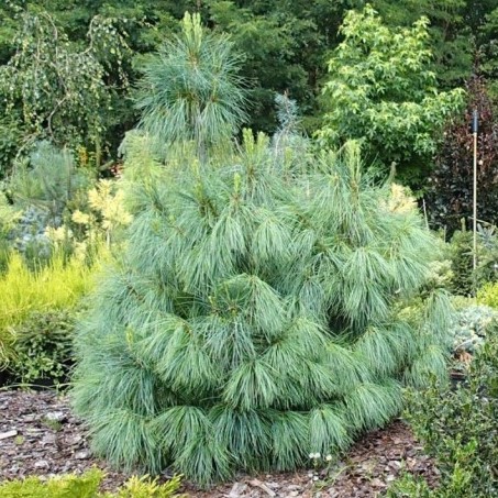 Сосна гималайская "Нана" (Pinus walliciana "Nana")