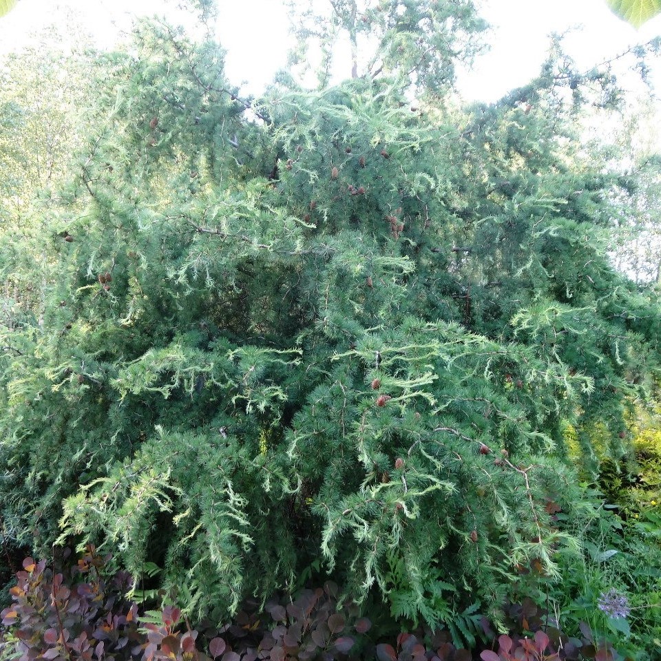 Лиственница европейская "Хортсманн Рекурвед" (Larix decidua "Horstmann Recurved')