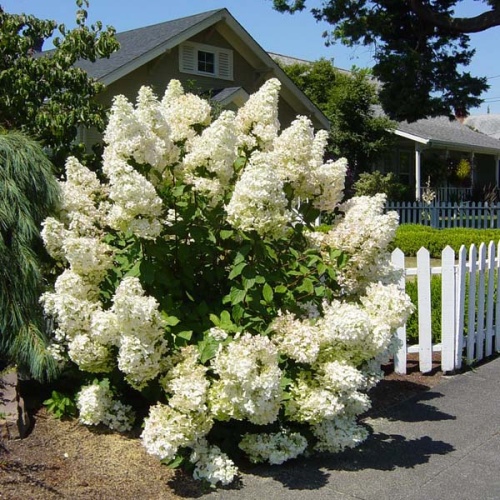 Гортензия метельчатая "Грандифлора" (Hydrangea paniculata "Grandiflora") (40-60, C7,5)