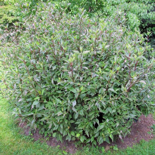 Дерен белый "Кессельринги" (Cornus alba "Kesselringii") (40-60, C7,5)