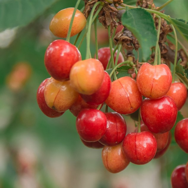 Черешня "Франц Иосиф" (5-7 лет) (Prunus)