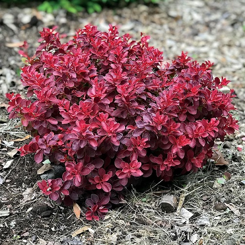 Барбарис Тунберга "Фаер Болл" (Berberis thunbergii "Fire Ball")