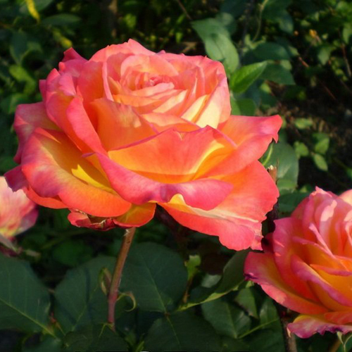 Роза чайно-гибридная "Утопия" (Rosa Hybrid Tea "Utopia")