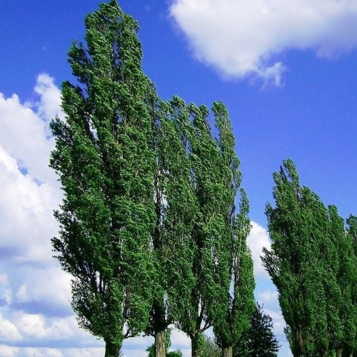 Тополь черный, ф. пирамидальный (Populus f. pyramidalis) (300-400, WRB)
