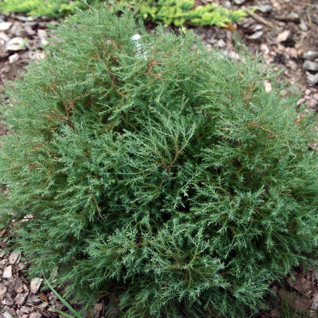 Туя западная вересковидная (Thuja occidentalis ericoides)