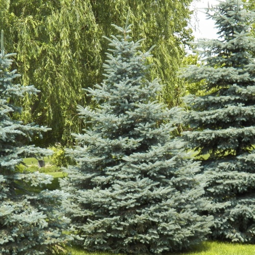Ель колючая "Глаука" (Picea pungens "Glauca") (140-160, WRB)