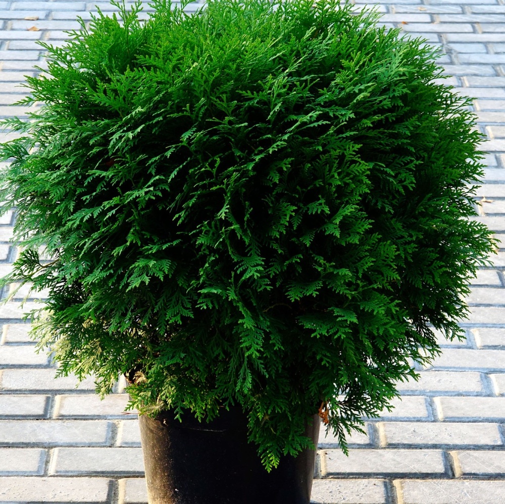 Туя западная "Глобоза" (Thuja occidentalis "Globosa")