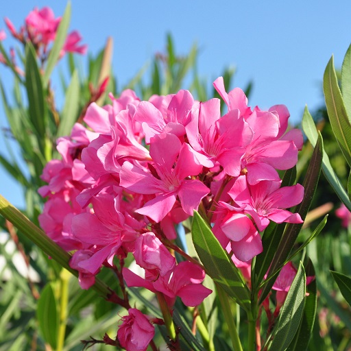 Олеандр обыкновенный (Nerium oleander)
