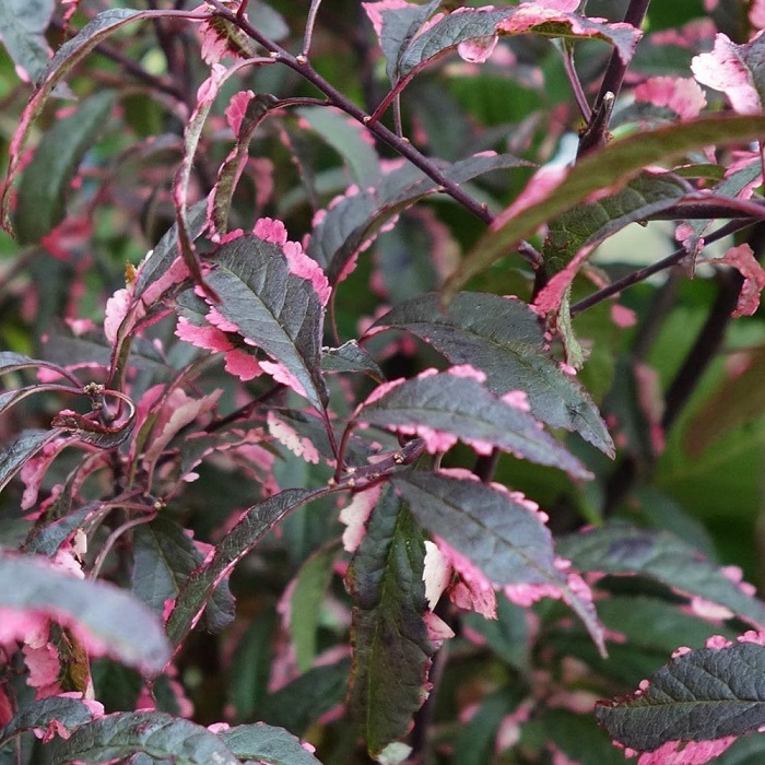 Слива растопыренная "Хессея" (Prunus cerasifera "Hessei")