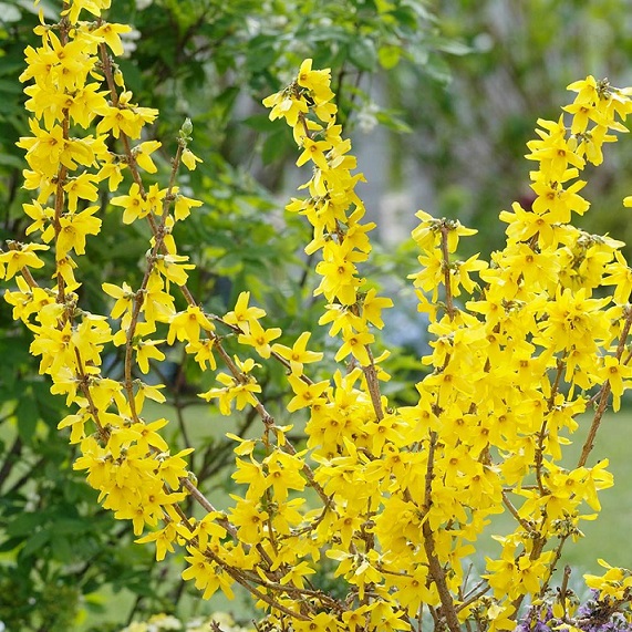 Форзиция средняя "Миниголд" (Forsythia intermedia "Minigold")