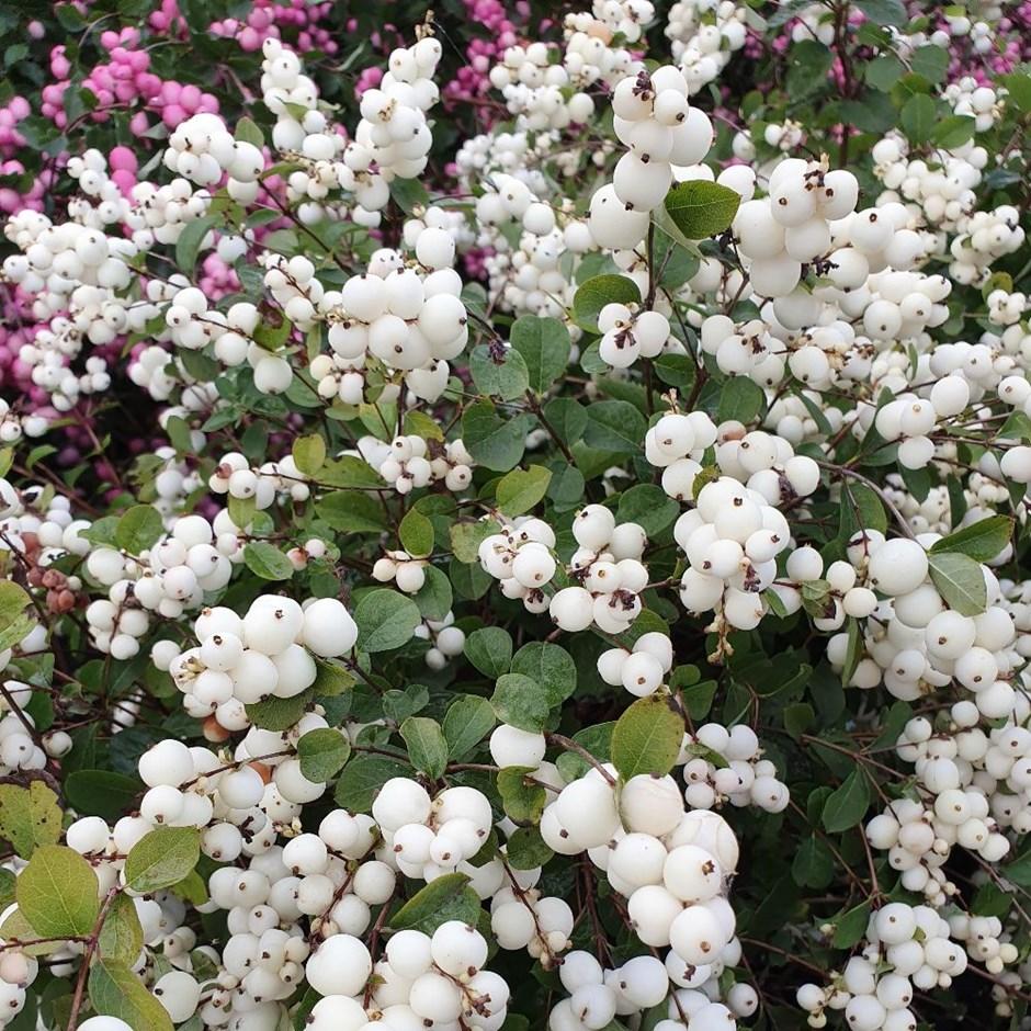Снежноягодник белый (Symphoricarpos albus)