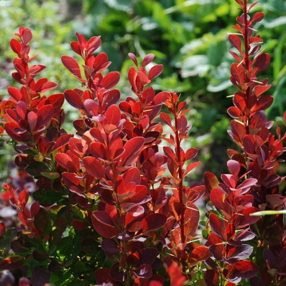 Барбарис Тунберга "Ред Пиллар" (Berberis thunbergii "Red Pillar")