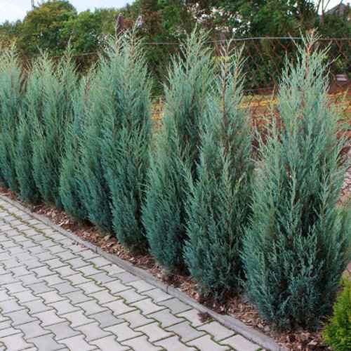 Можжевельник скальный "Скайрокет" (Juniperus scopulorum "Skyrocket") (40-60, C7,5)