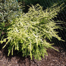 Жимолость блестящая "Лемон бьюти" (Lonicera nitida "Lemon Beauty")