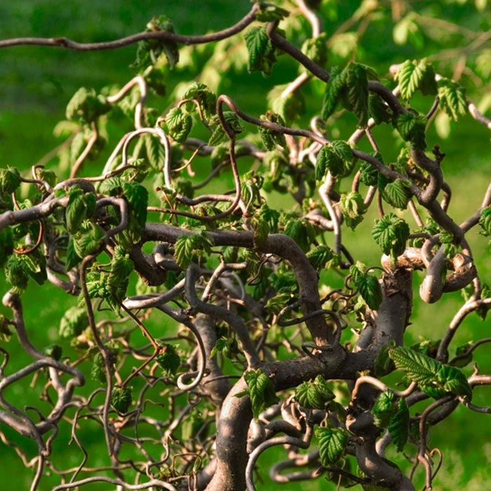 Лещина обыкновенная (Corylus avellana)