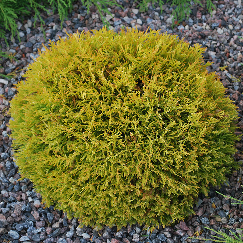 Туя западная "Голд Даника" (Thuja occidentalis "Gold Dаniса")