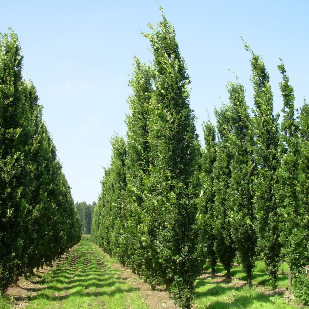 Дуб черешчатый "Фастигиата Костер" (Quercus robur "Fastigiate Koster"), Ограниченно годен