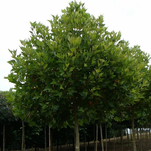 Платан испанский ("Platanus hispanica") (200-250, С20/C25(H))