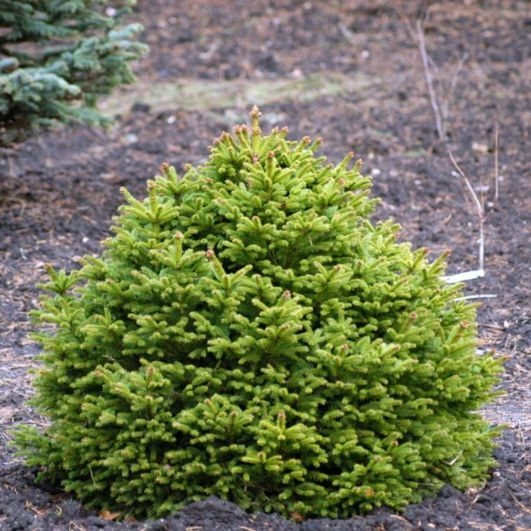 Ель обыкновенная "Барри" (Picea abies "Barryi")