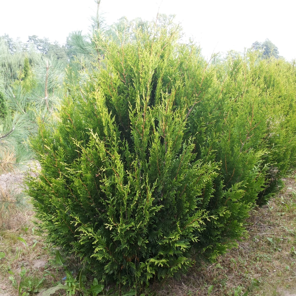 Туя складчатая "Корник" (Thuja plicata "Kornik")