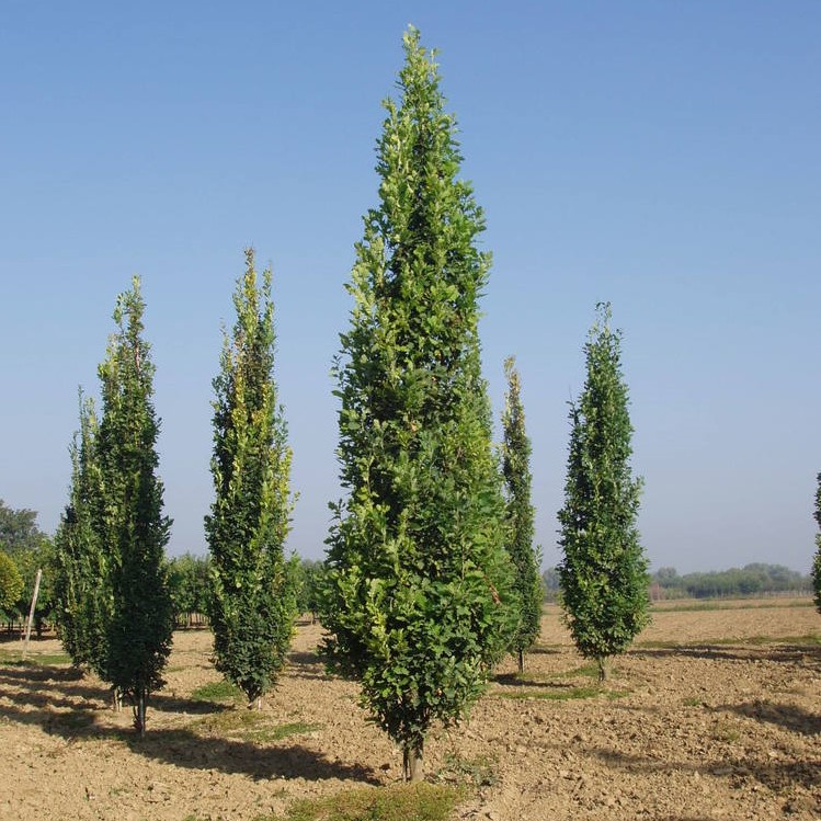 Дуб черешчатый "Фастигиата" (Quercus robur "Fastigiata")