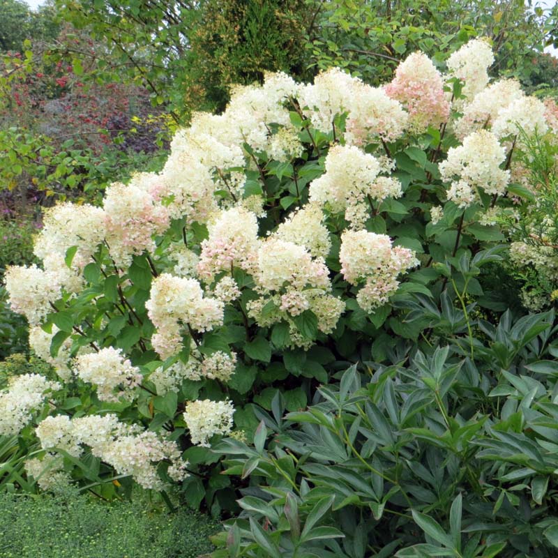 Гортензия метельчатая "Сильвер Доллар" (Hydrangea paniculata "Silver Dollar"))