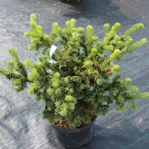 Ель колючая "Лаки Страйк" (Picea pungens "Lucky Strike") (30-40, С15)