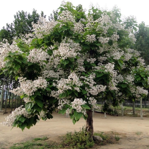Катальпа бигнониевидная (Catalpa bignonioides) (250-300, WRB)