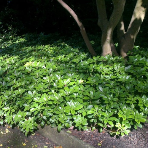 Пахизандра верхушечная "Грин Карпет" (Pachysandra terminalis "Green Carpet") (С1)