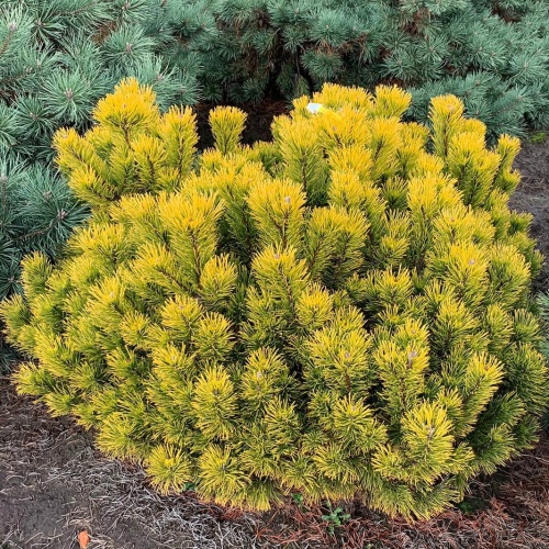 Сосна горная "Офир" (Pinus mugo "Ophir") (St. 100-120, С35/С60)